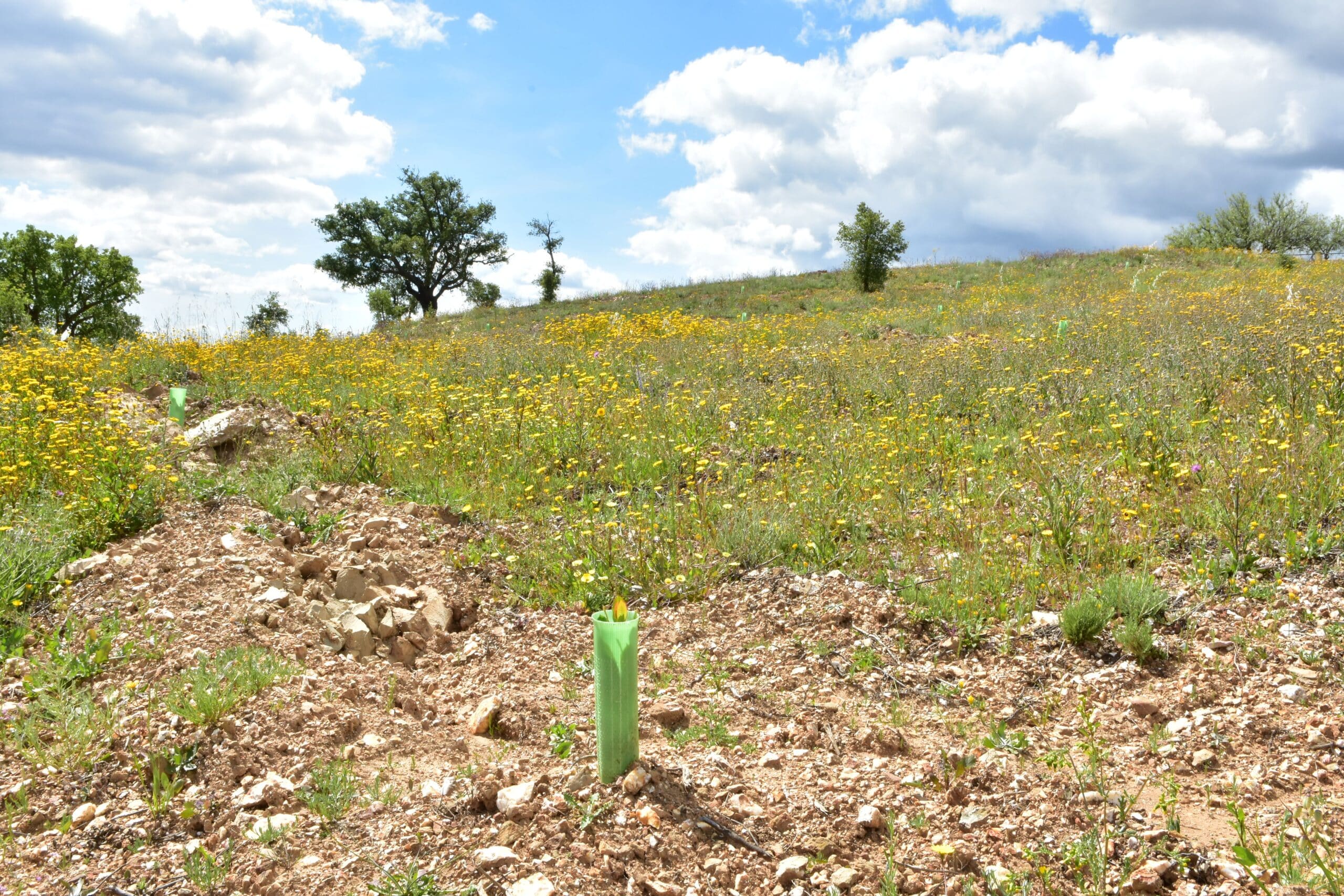 Loulé and ANP|WWF join forces to create fire-resilient villages