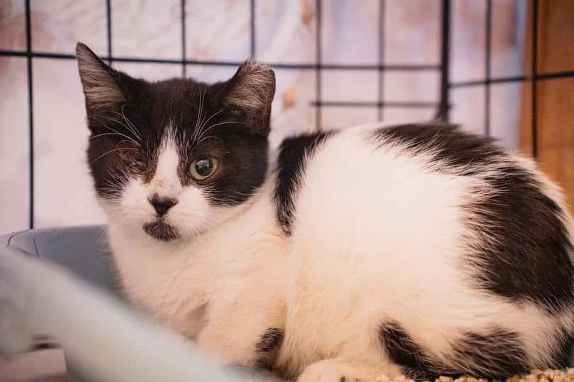 Shanty is up for adoption - showing the clipped ear|A yet unnamed dog who arrived at the shelter last week - we are trying to trace the owner