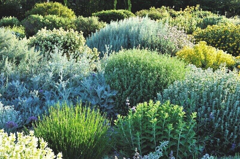 Shrubs as sculpture|Filippi nursery view|Olivier and Clara|Shrubs as sculpture|Filippi garden - silver view in October