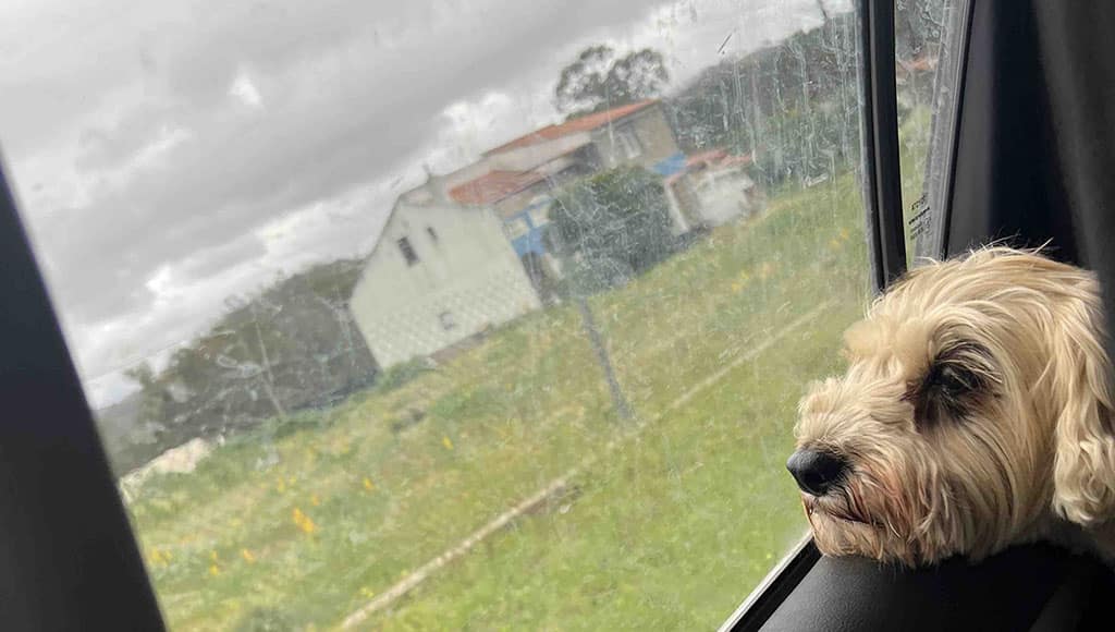 Homeward bound: rescued dog arriving home in the rain|That just about cuts it: Niels plasma cutting…like a knife through frozen butter|Doors and windows: the whole job was done from start to finish in three days.|The container before: applying anti-rust paint and planning the first cuts|Full to overflowing, but leaking too|Have you seen Simon? The poster we put up around town