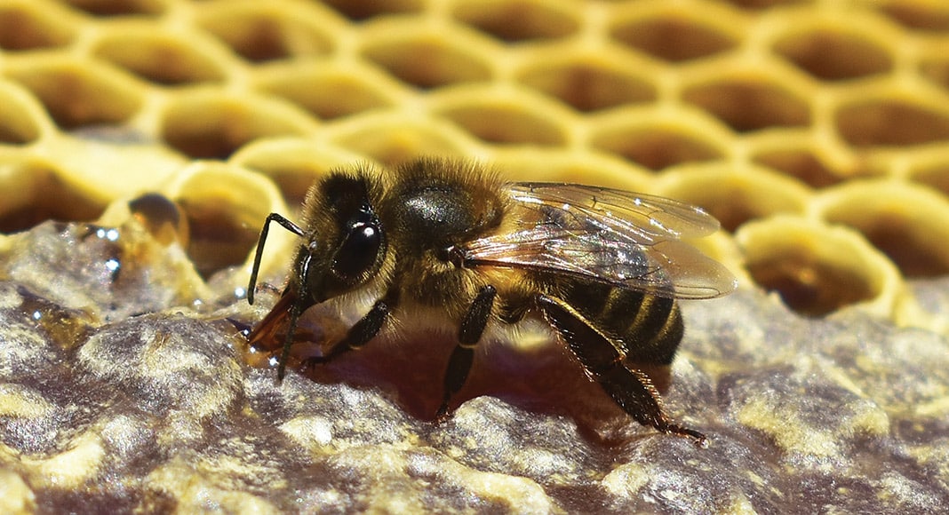 Single bee close up|Bee keeper inspecting hive|Bees close up|Bees wax|Hive board|Hive smoker|Row of hives