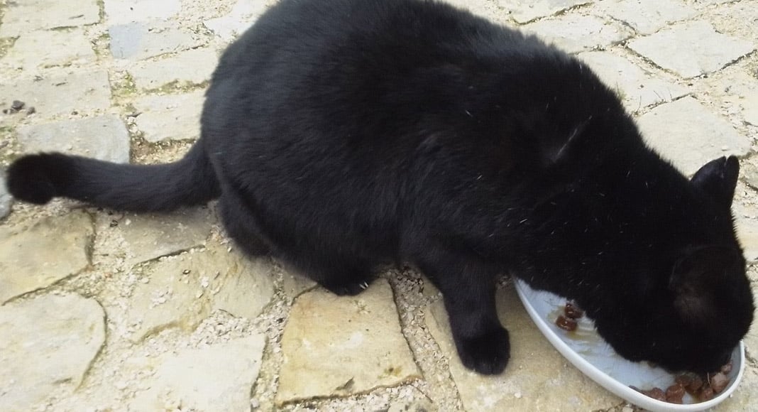 Cat walk, cat talk|Cat walk, cat talk|Cat walk, cat talk|Cat walk, cat talk