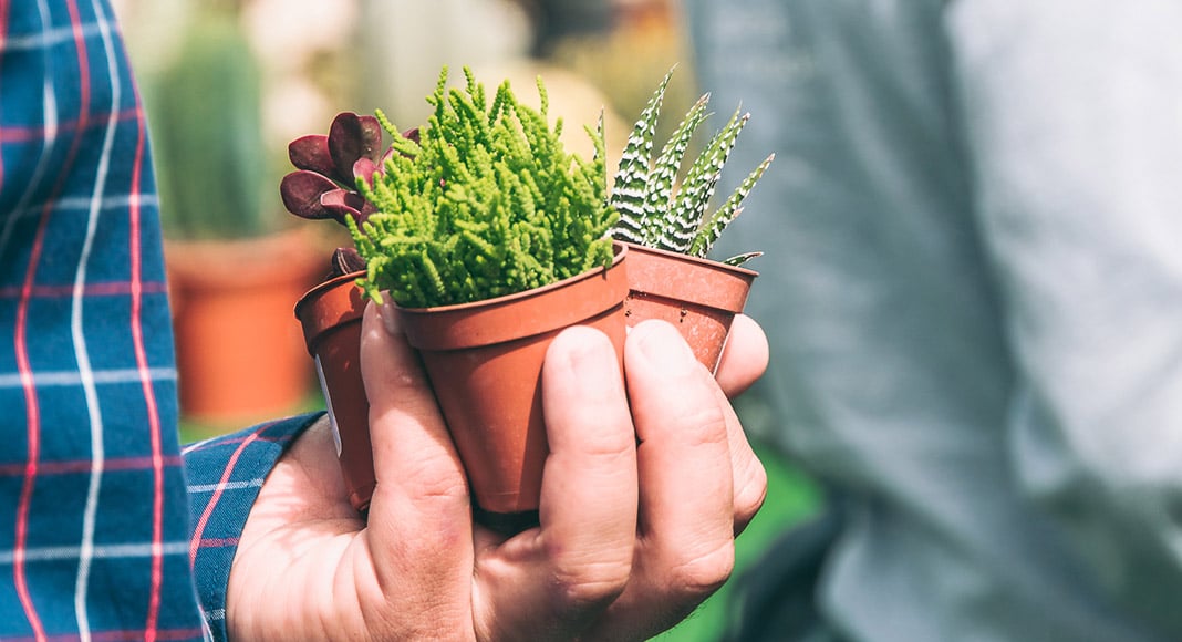 Calling all garden lovers in Algarve!|Calling all garden lovers in Algarve!|Calling all garden lovers in Algarve!|Calling all garden lovers in Algarve!|Calling all garden lovers in Algarve!