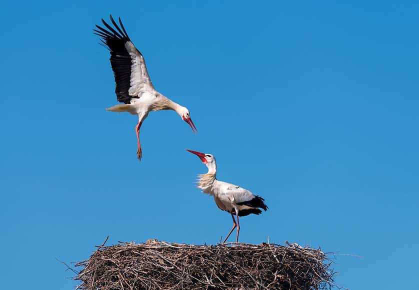 Attacking for the rights to use the nest|Dancing? No, fighting||Collage of a flying fight