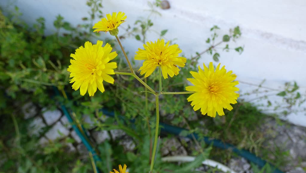 Sunlike 'weed'|Moonlike puff ball|Starlike seeds