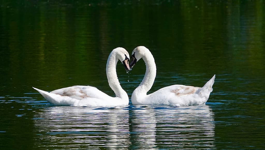 Swan lake – foto principal (Photo: TREVOR JOHN WILLIAMS/UNSPLASH)|‘Pop-Up’ time (Anita and Jenny at O Tasco)
