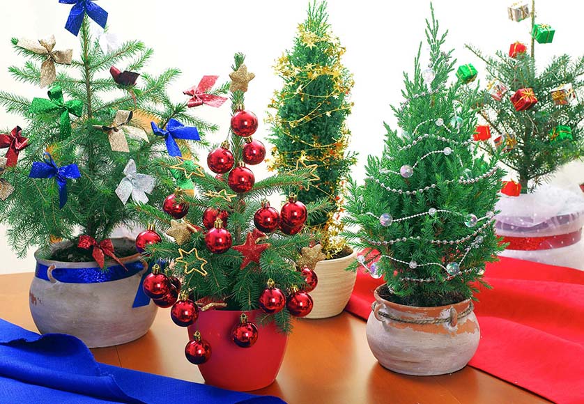 Table top trees|Araucaria decorated|Podocarpus and Araucaria trees|Rosemary tree in a pot|Scculents tree