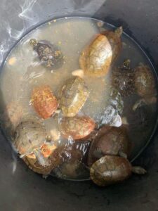 Pet turtles get new home after being ‘dumped’ in garden lake in Almancil