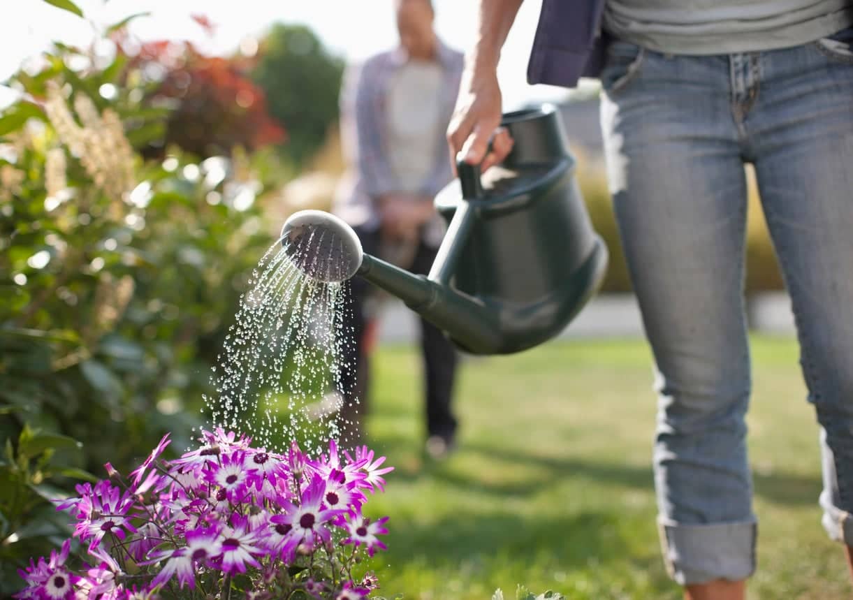 The-Dos-and-Donts-of-Watering-Plants