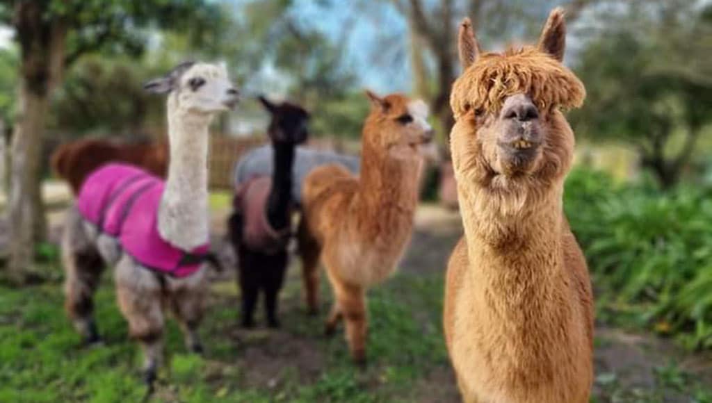 Alpacas|Learning to spin alpaca wool on a Portuguese hand spindle|'The Mighty Tor', looking cute with fairy light head dress, with Lisa Vella Gatt
