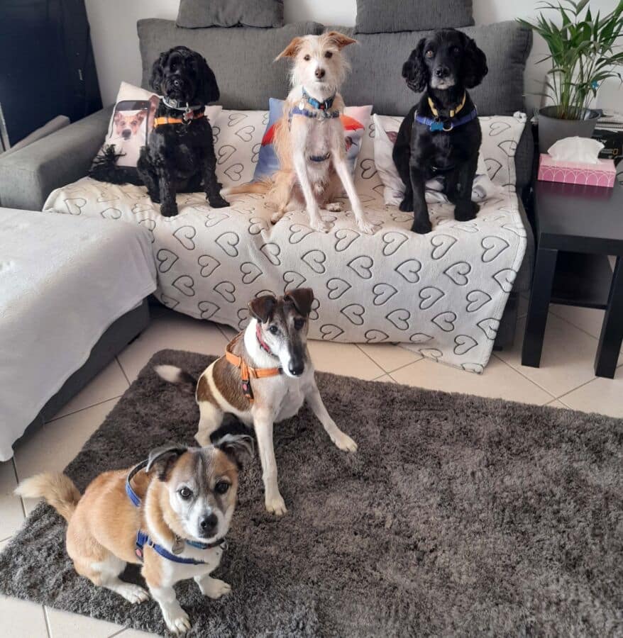 The more dogs you have the more important training is