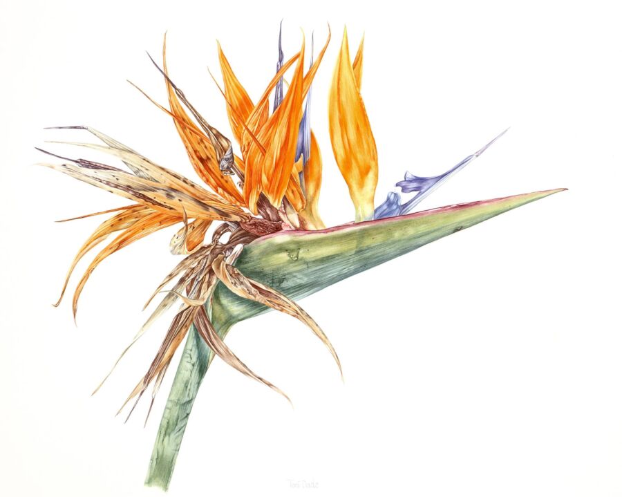 Toni Dade Exhibition|Toni Dade Exhibition