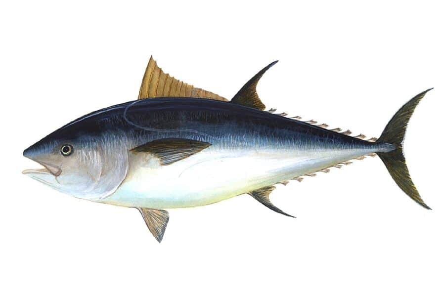 Meeting analyses Atlantic tuna fishing