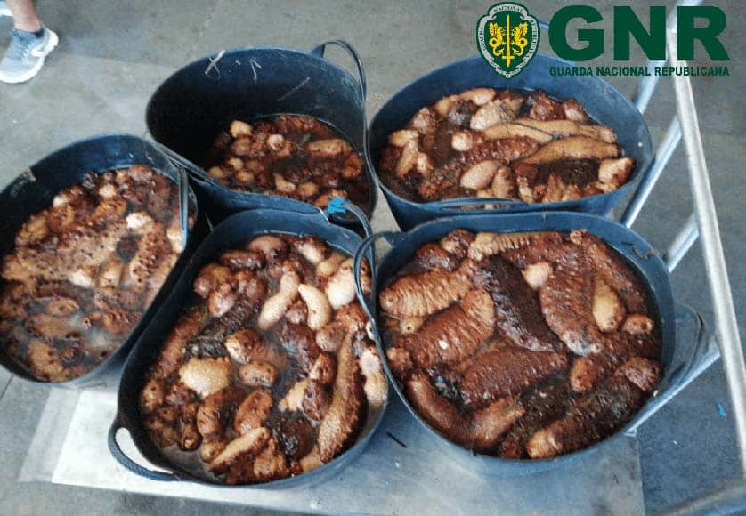 GNR seize 162 kilos of sea cucumbers in Olhão