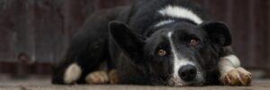Animal Rescue Algarve increases efforts in Ukraine