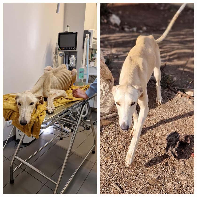 Valentim - Before and After|Meet Valentim: the journey of an abandoned greyhound|Meet Valentim: the journey of an abandoned greyhound