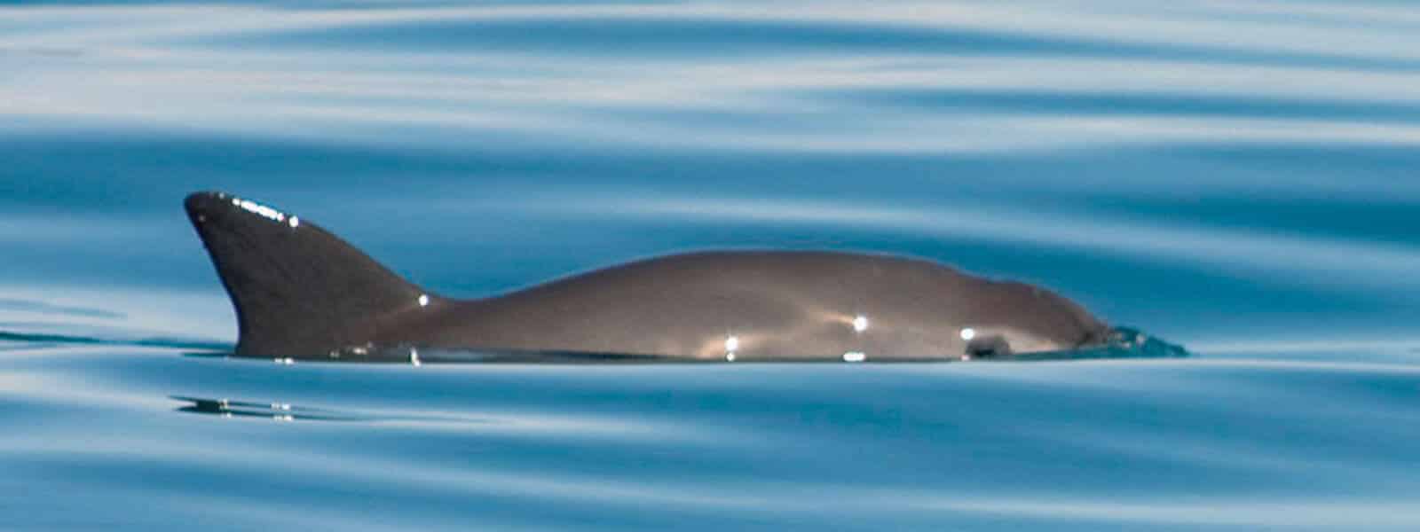 Zoomarine helps protect the Vaquita, the world's rarest marine mammal|Zoomarine helps protect the Vaquita, the world's rarest marine mammal