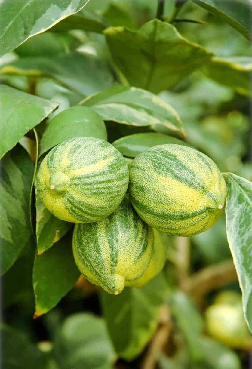Variegated lemons