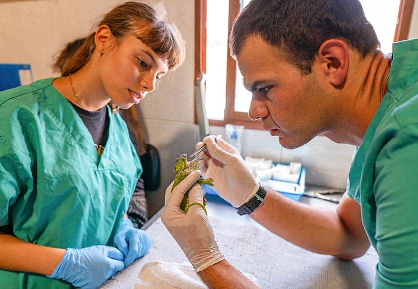 Volunteer Sofia Santos assists Veterinarian Paulo Martins with surgery on a chameleon, native to Portugal|A gannet has hydrotherapy while recuperating at RIAS|Clinician Thys Valkenburg prepares a young swift for first flight|Eagle Owls recuperate in RIAS|Eric Roth|Fabia Azevedo carefully handles a healing hedgehog|Fabia Azevedo training fledgling swift in large flight cage|Griffin Vulture tests his wings while recovering at RIAS|Gulls recovering from a bout of food poisoning caused by a seaborne biotoxin|Mallard duck -foster parents- await the arrival of their next foster children|Some of the RIAS staff and volunteers|Staff and volunteers are delighted to see a wild chameleon|This lovely chameleon freely inhabits the RIAS compound The spots tell that this female is pregnant