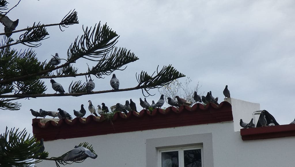 Waiting to be fed|Cleaning up in Lisbon|Dinner time|Happy seaguls|At the train station