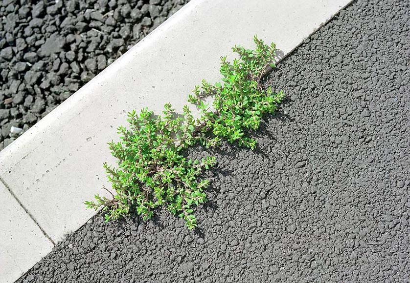 Lagoa stops use of herbicides for weed control