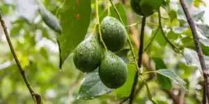 Hundreds of hectares of thirsty avocados STILL on table for drought-beset Alentejo