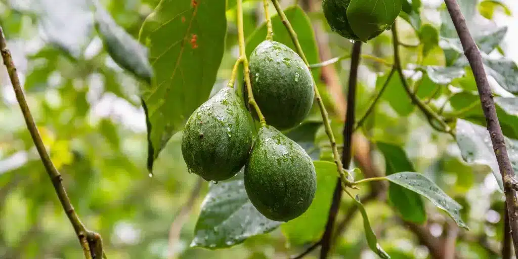 avocados