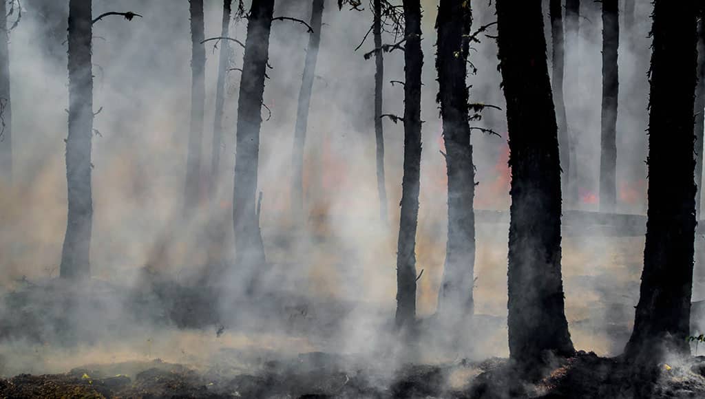 Wildfire - joanne-francis-unsplash