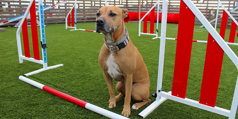 MAR Shopping Algarve celebrates first day of ‘Woof Land’|MAR Shopping Algarve celebrates first day of ‘Woof Land’|MAR Shopping Algarve celebrates first day of ‘Woof Land’|MAR Shopping Algarve celebrates first day of ‘Woof Land’|MAR Shopping Algarve celebrates first day of ‘Woof Land’
