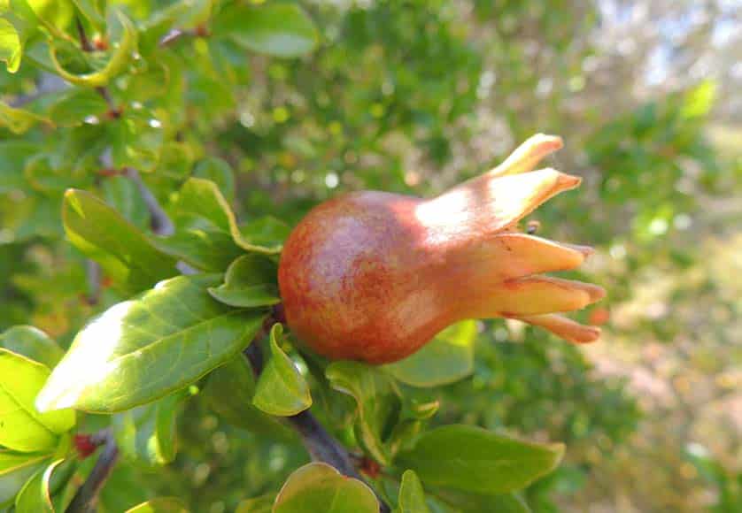 Young pomegranate fruit|Double pomegranate flowers|Pomegranate flowers|Pomegranate hedge|Tavira collections notice|Tavira collections view