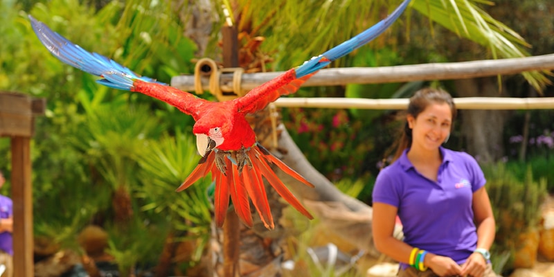 A tropical bird flying at Zoomarine's Flying Colours presentation