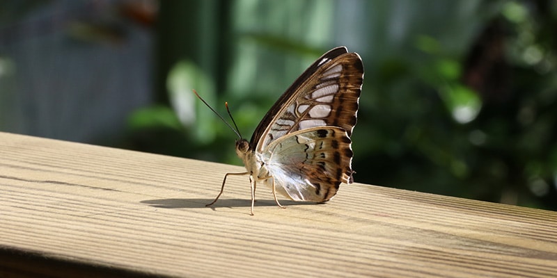 Photo of a butterfly on a piece of wood|
