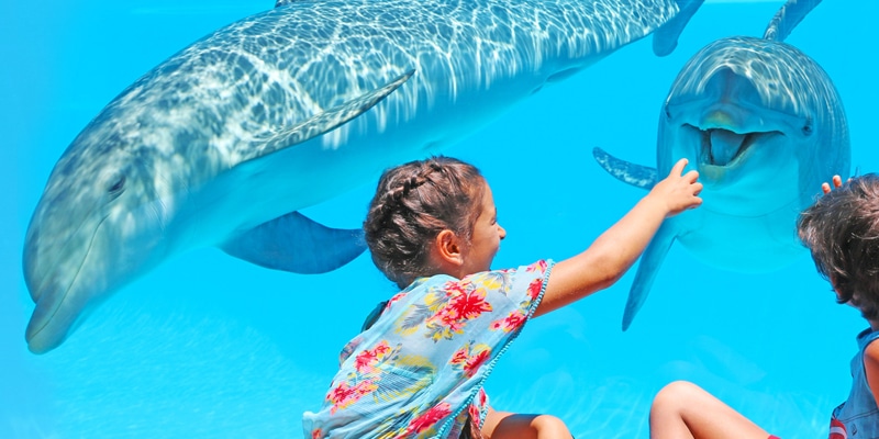 Two children looking at two of Zoomarine's dolphins