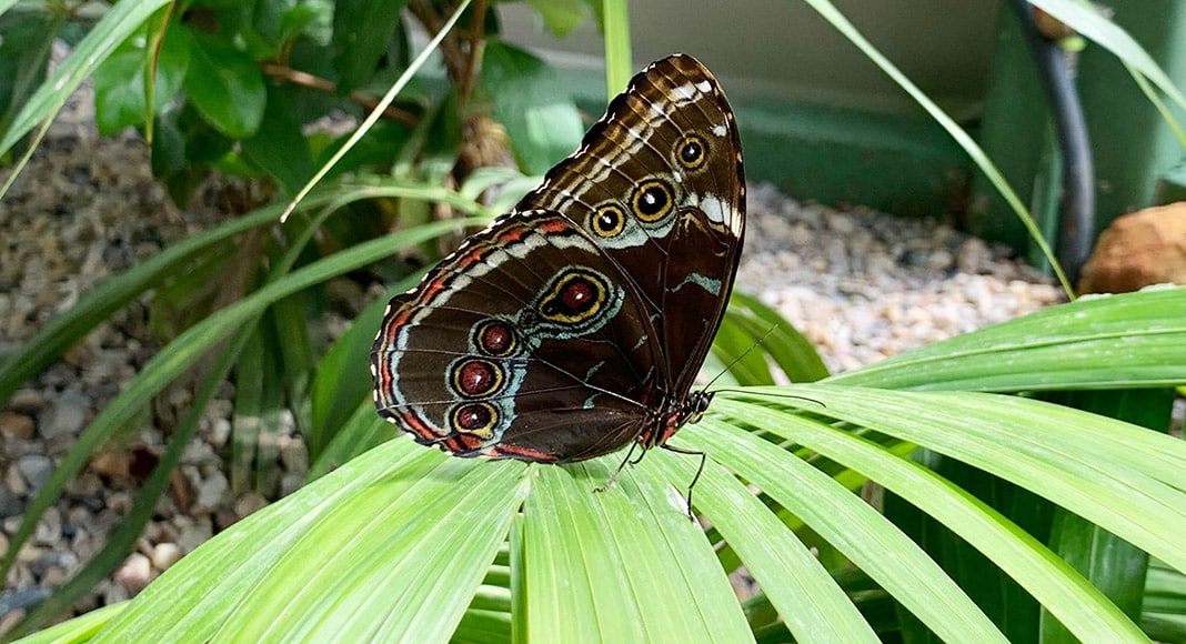 Zoomarine butterflies 2|Zoomarine butterflies 1|Zoomarine butterflies 2