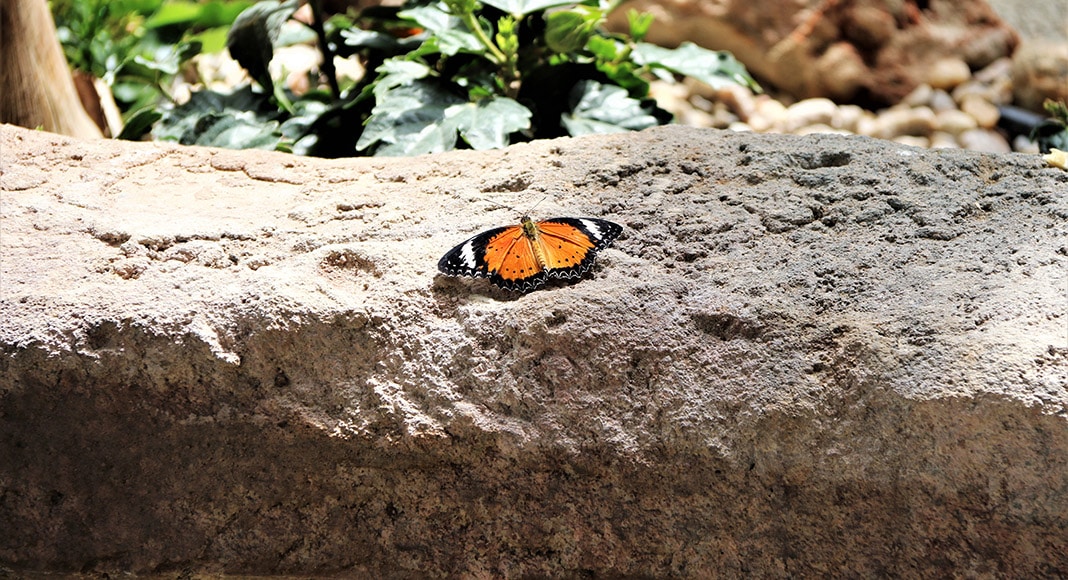 Themed Park unveils Algarve’s first-ever dedicated butterfly house