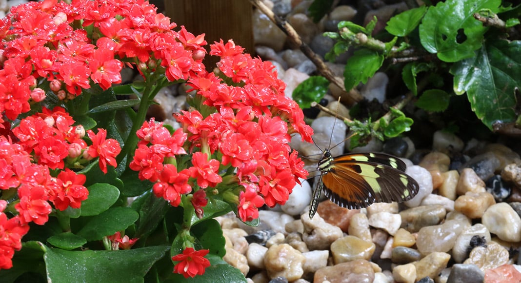 Themed Park unveils Algarve’s first-ever dedicated butterfly house