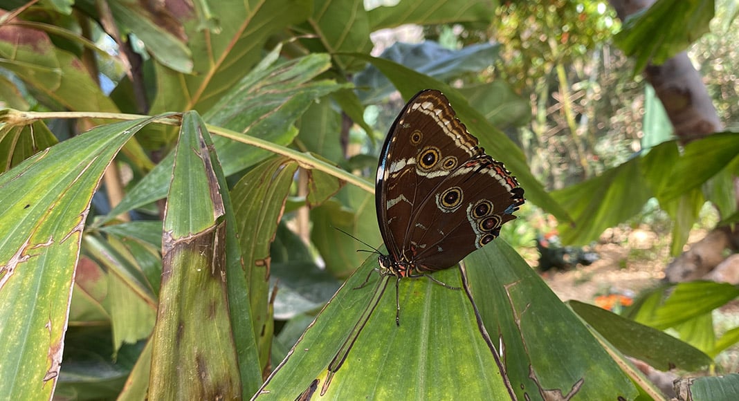 Themed Park unveils Algarve’s first-ever dedicated butterfly house|Themed Park unveils Algarve’s first-ever dedicated butterfly house|Themed Park unveils Algarve’s first-ever dedicated butterfly house|Themed Park unveils Algarve’s first-ever dedicated butterfly house|Themed Park unveils Algarve’s first-ever dedicated butterfly house