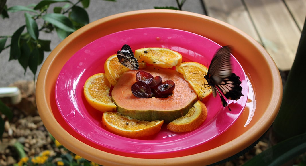 Themed Park unveils Algarve’s first-ever dedicated butterfly house