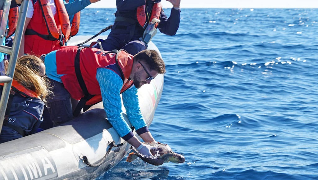 Rehabilitation centre frequently release treated animals back into the wild