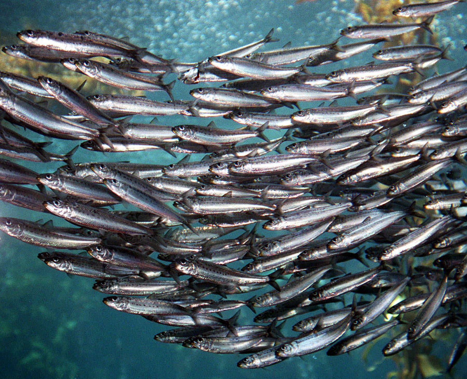 a-flock-of-sardines-photo.jpg