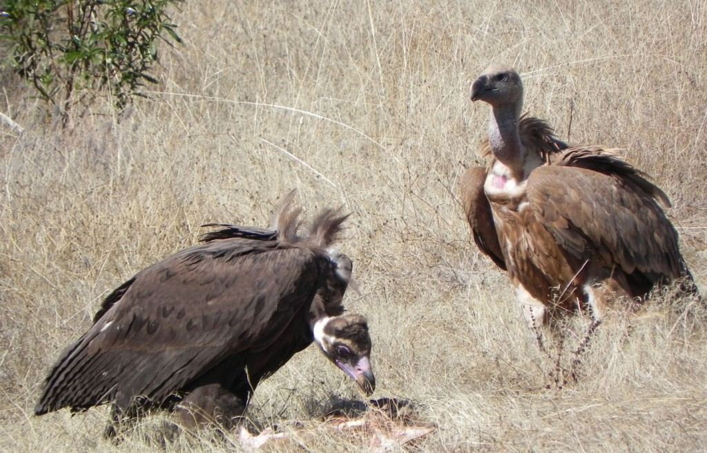 abutre_alentejo-1024x657.jpg