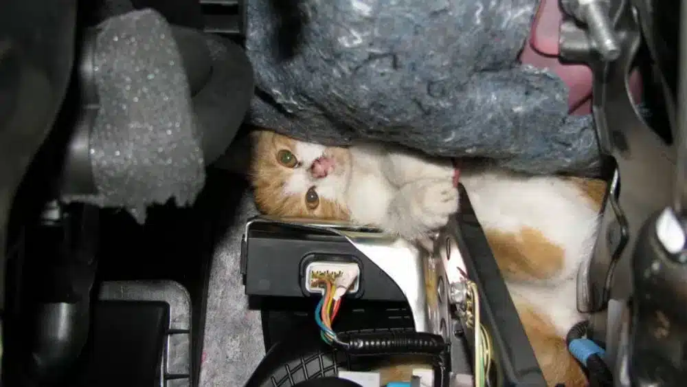 little kitten found wedged into an engine in Austria