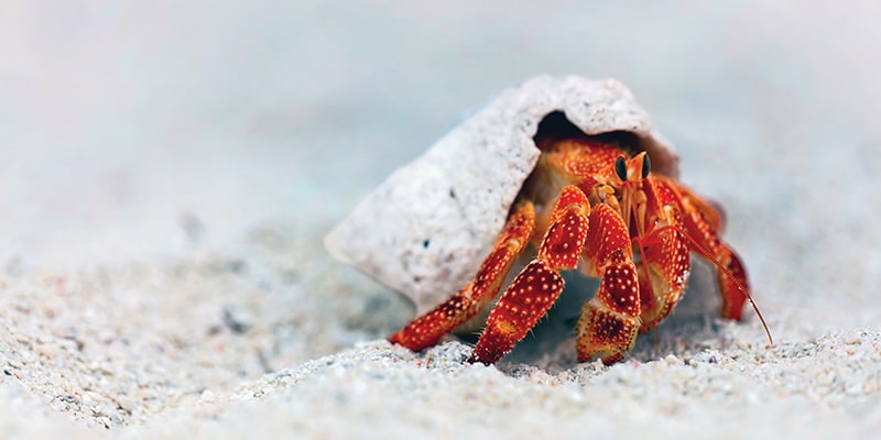 Photo of a hermit crab in the sand to symbolise migrating a foreign company to Portugal