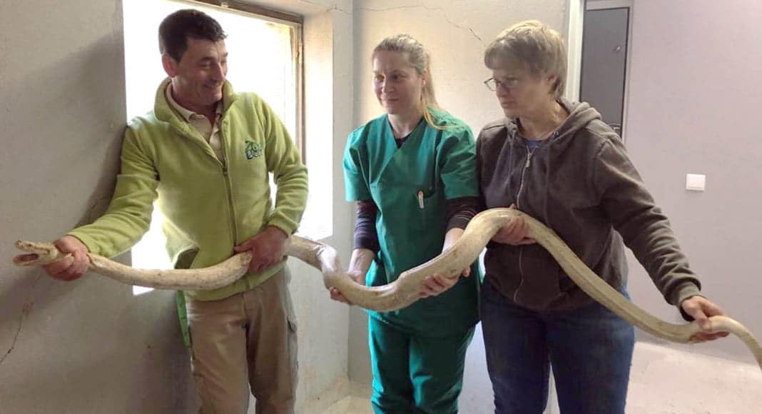 Lagos Zoo welcomes python captured in popular hiking spot in Loulé|Lagos Zoo welcomes python captured in popular hiking spot in Loulé|Lagos Zoo welcomes python captured in popular hiking spot in Loulé