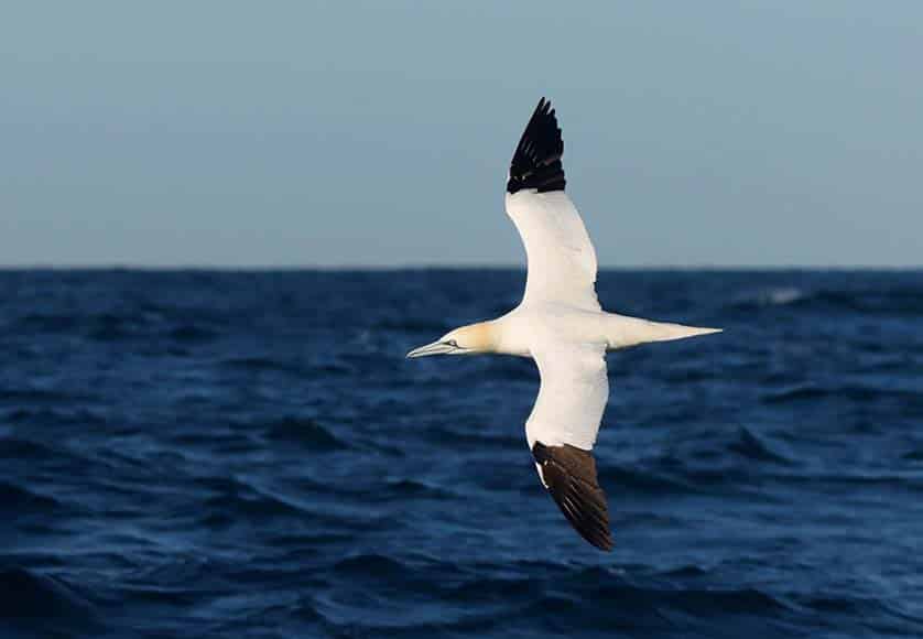 Alcatraz (Northern gannet) Photo: Tiago Guerreiro|