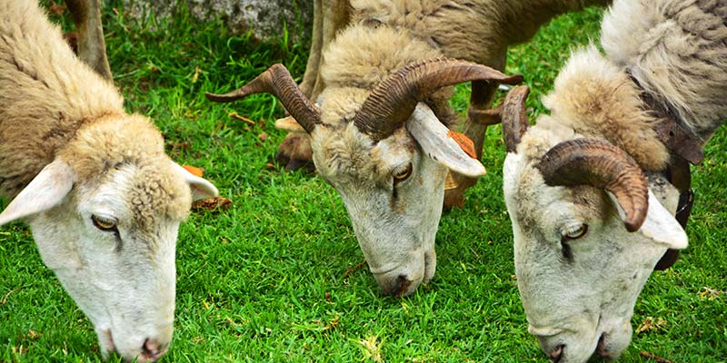 New guided tours explore Monchique’s secrets and gastronomy