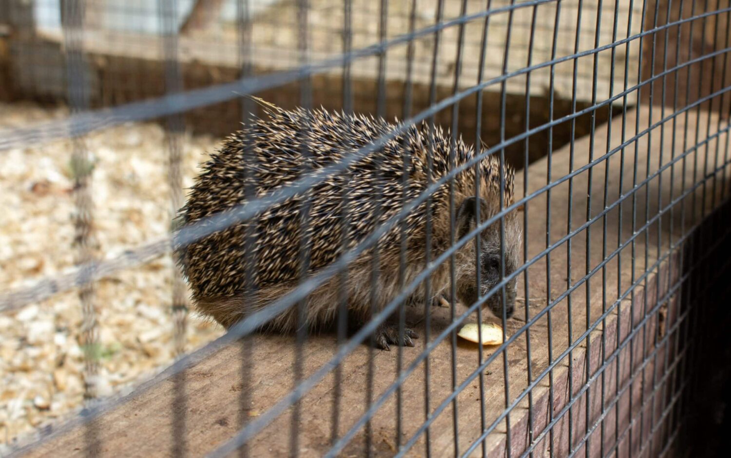 Hedgehog feeding - Photo: Alex Devera/Unsplash|Classic Pop-Up at 'Manu's'