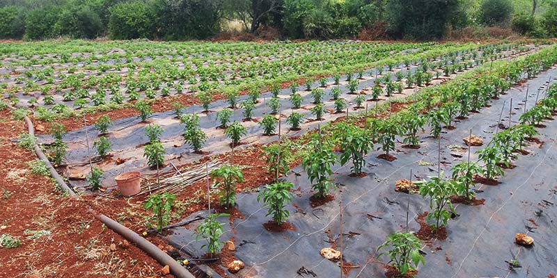 Things are heating up in the Algarve