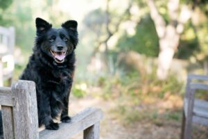 Test your dog’s social skills in Quarteira