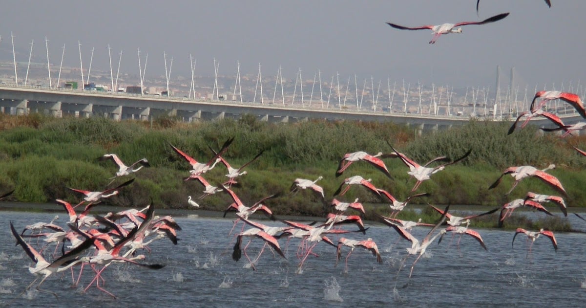 Free to fly in safety, migratory birds using marshlands alongside Montijo airbase have been spared the spectre of passenger jets arriving thick and fast